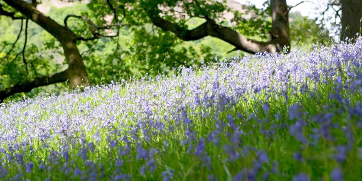 Brathay Hall - Brathay Trust Ембълсайд Екстериор снимка